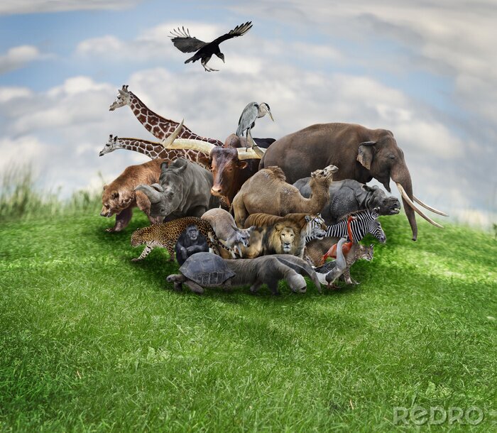 Fototapete Zebras unter den Tieren Afrikas