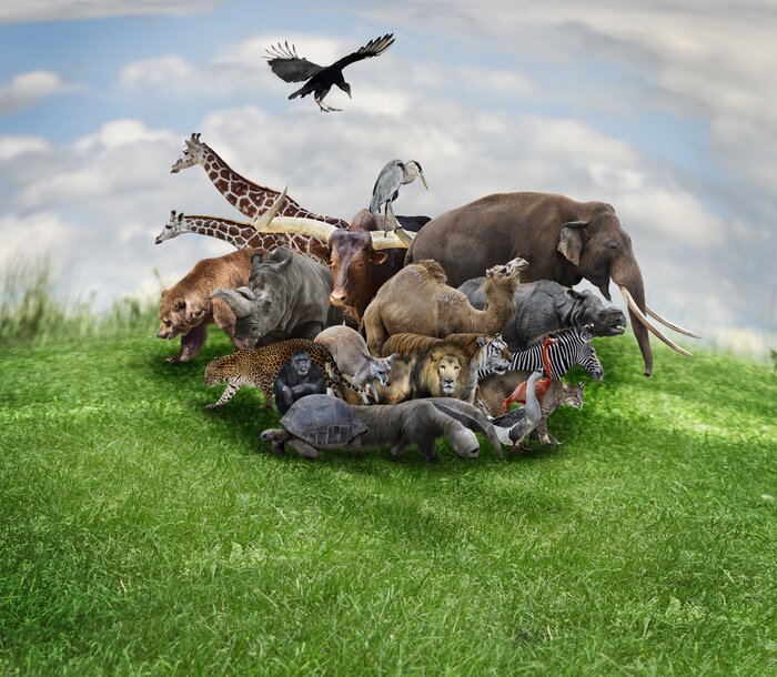 Fototapete Zebras unter den Tieren Afrikas