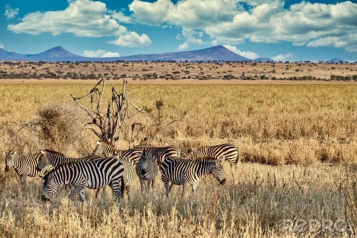 Fototapete Zebras vor dem Hintergrund der Berge