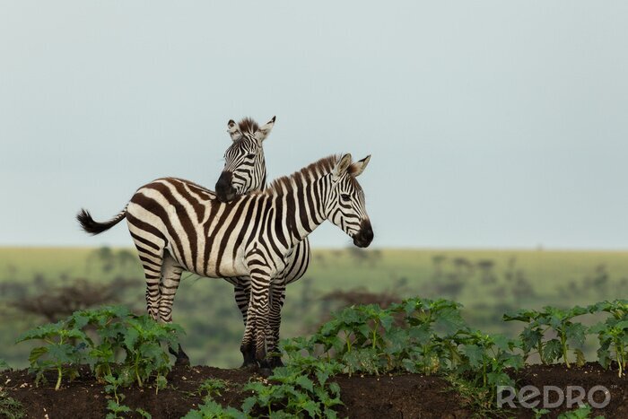 Fototapete Zebras zwischen grünen Blättern