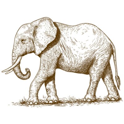 Fototapete Zeichnung eines Elefanten im Retrostil