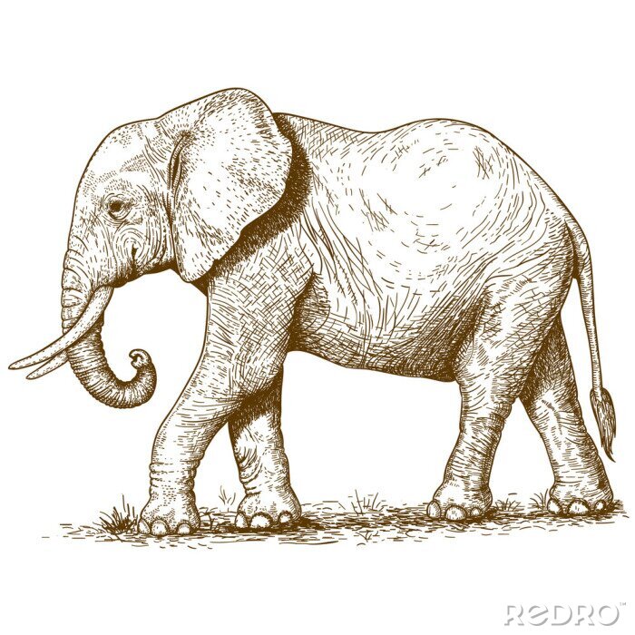 Fototapete Zeichnung eines Elefanten im Retrostil