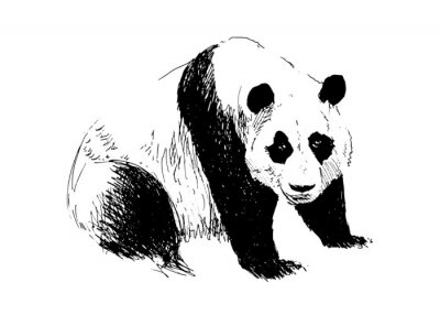 Fototapete Zeichnung eines schwarz-weißen pandas