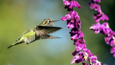Fototapete zu blühenden Blumen fliegender Vogel