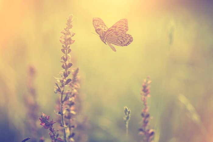 Fototapete zu den Blumen fliegender Schmetterling