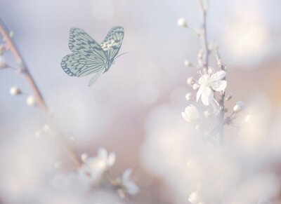 zu weißen Blüten fliegender Schmetterling