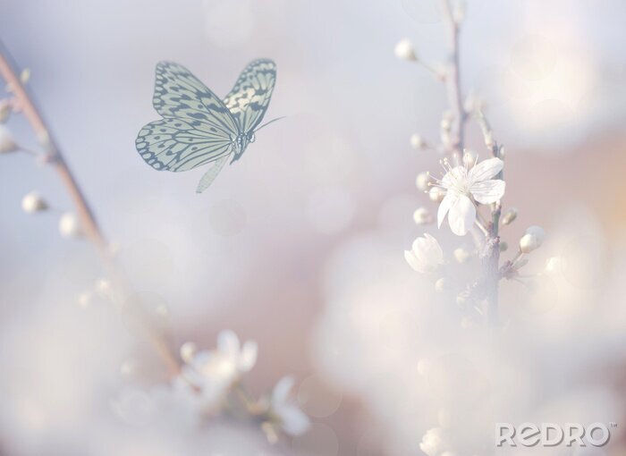 Fototapete zu weißen Blüten fliegender Schmetterling
