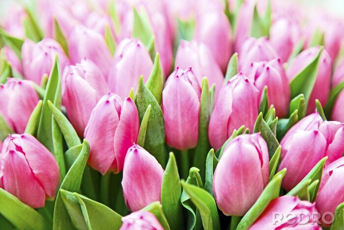 Fototapete Zucht von rosa Tulpen