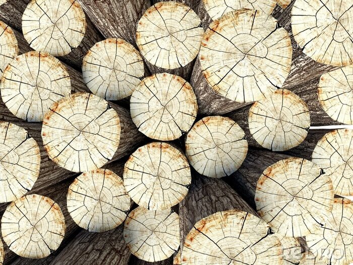Fototapete Zugeschnittene Stämme von oben