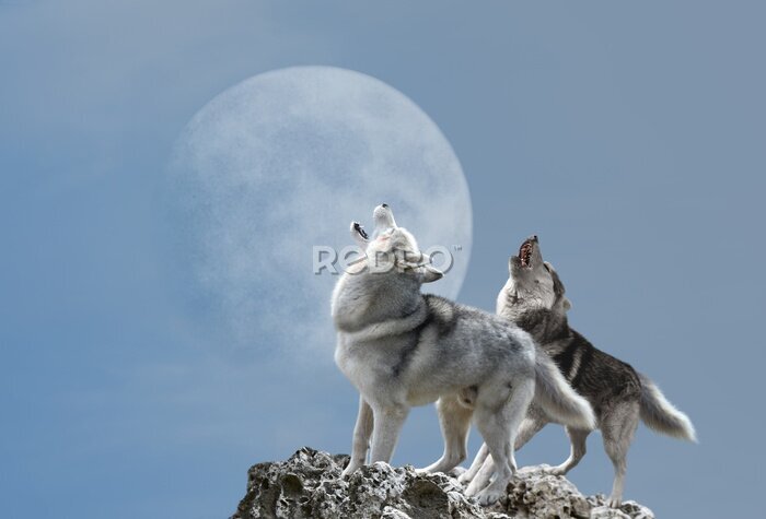 Fototapete Zum Mond heulende Wölfe