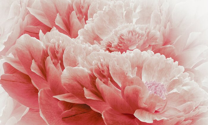 Fototapete Zusammensetzung von roten Pfingstrosen