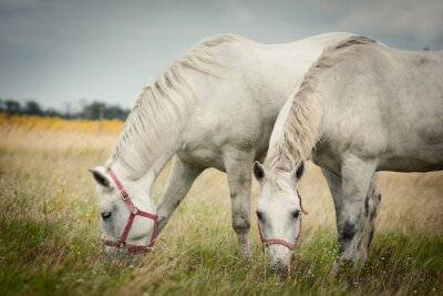 Fototapete Zwei auf der wiese grasende pferde