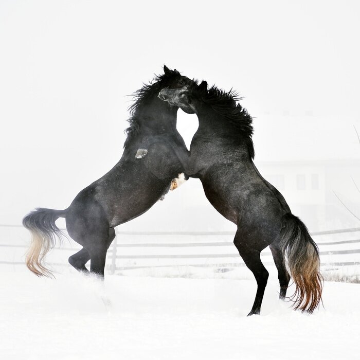 Fototapete Zwei aufbäumende pferde