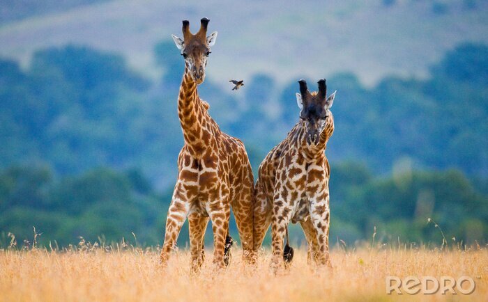Fototapete Zwei bezaubernde Giraffen in Tansania