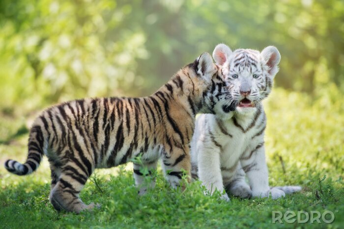 Fototapete Zwei bezaubernde tigerchen