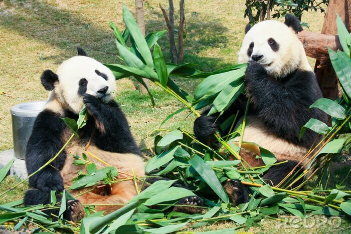 Fototapete Zwei blätter fressende pandas