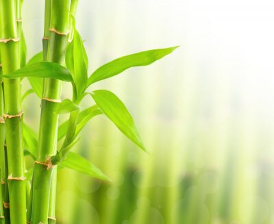 Fototapete Zwei blühende Bambussprossen