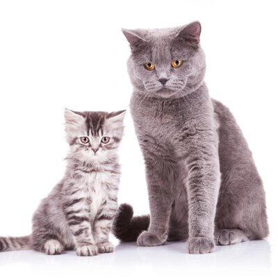 Fototapete Zwei britische Katzen