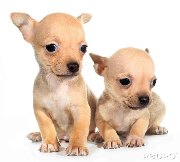 Fototapete Zwei Chihuahua-Welpen