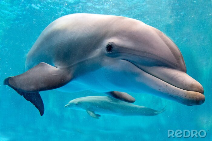 Fototapete Zwei Delfine unter Wasser