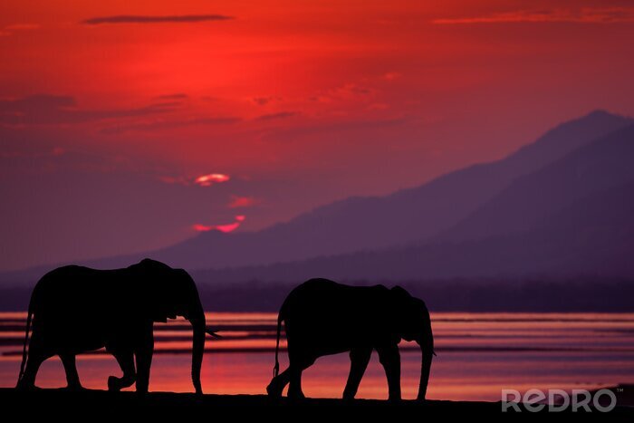 Fototapete Zwei Elefanten am Abend