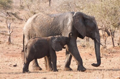 Fototapete Zwei Elefanten auf Safari