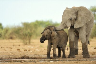 Fototapete Zwei Elefanten auf verschwommenem Hintergrund