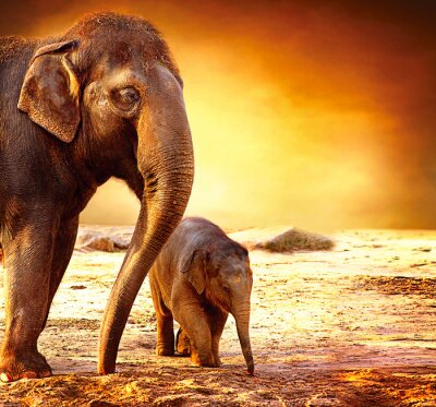 Fototapete Zwei Elefanten in der Wüste