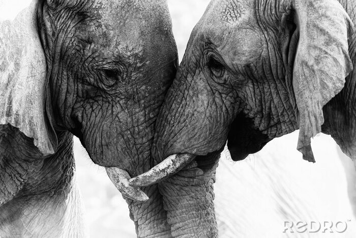Fototapete Zwei Elefanten in Grau
