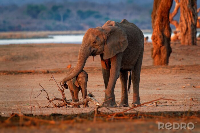 Fototapete Zwei Elefanten in Simbabwe