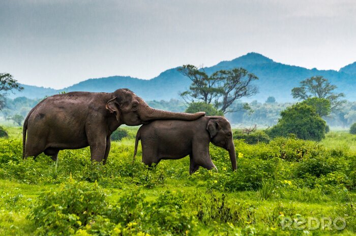Fototapete Zwei Elefanten in Sri Lanka