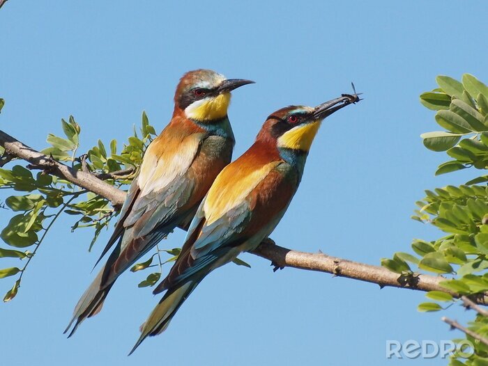 Fototapete Zwei farbenfroh gefiederte Vögel