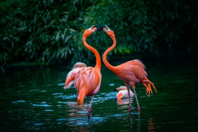 Fototapete Zwei flamingos im grün