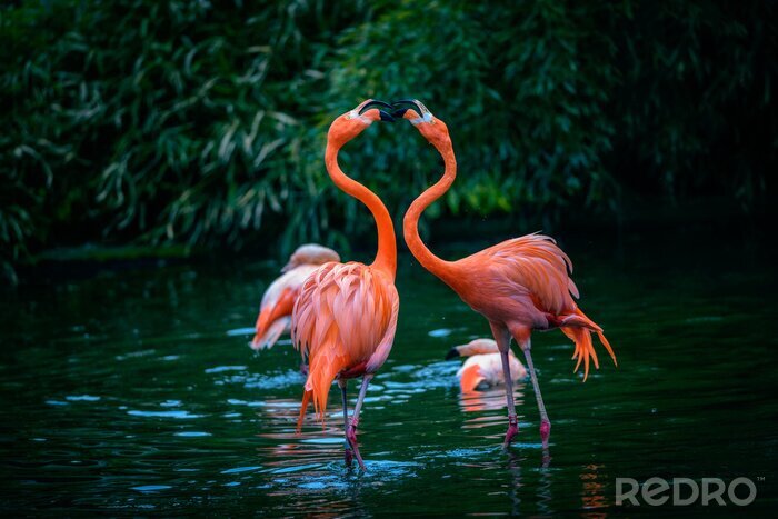 Fototapete Zwei flamingos im grün