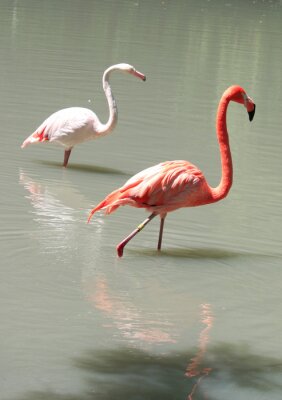 Fototapete Zwei Flamingos im Wasser laufende Flamingos