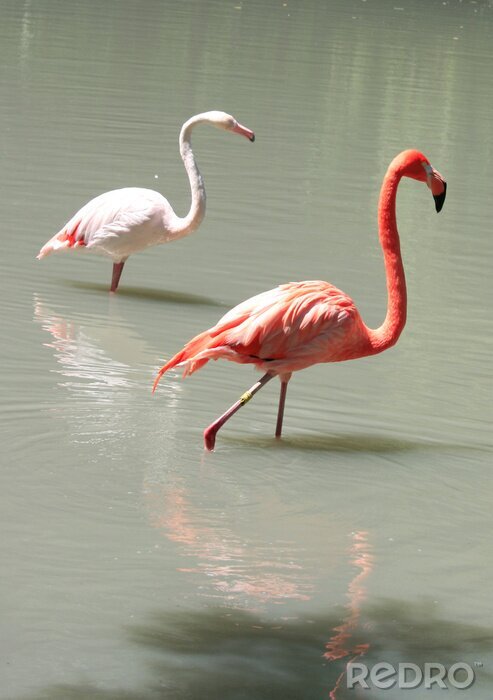 Fototapete Zwei Flamingos im Wasser laufende Flamingos