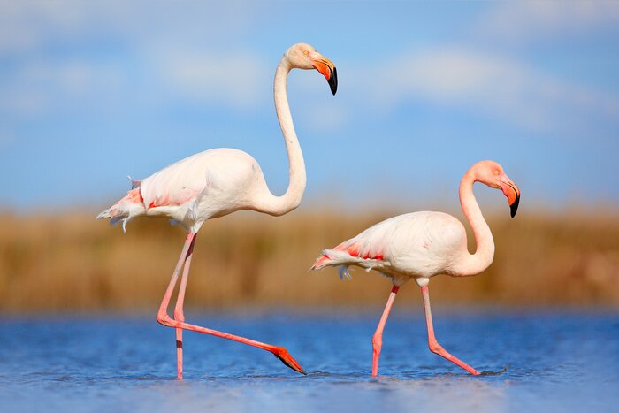 Fototapete Zwei flamingos in einer natürlichen umgebung