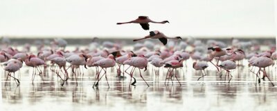 Fototapete Zwei fliegende flamingos