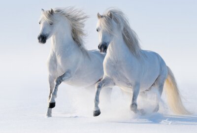 Zwei galoppierende pferde