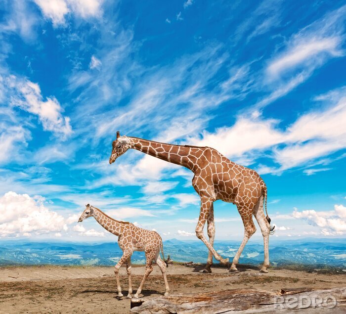 Fototapete Zwei Giraffen auf dem blauen Hintergrund