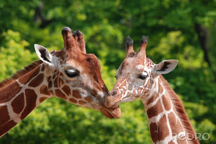 Fototapete Zwei Giraffen in Afrika