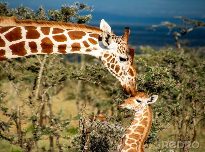 Fototapete Zwei Giraffen in Kenia