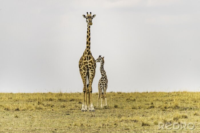 Fototapete Zwei Giraffen vor dem Hintergrund der Savanne