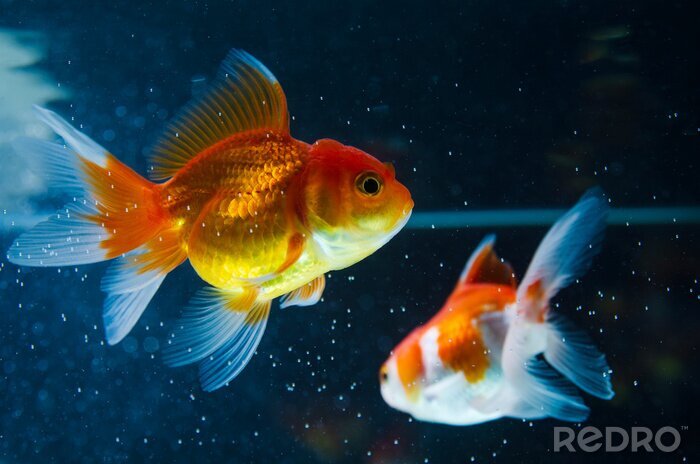 Fototapete Zwei Goldfische