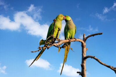 Fototapete Zwei grüne Vögel in den Wolken