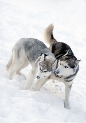 Fototapete Zwei Hunde im Schnee