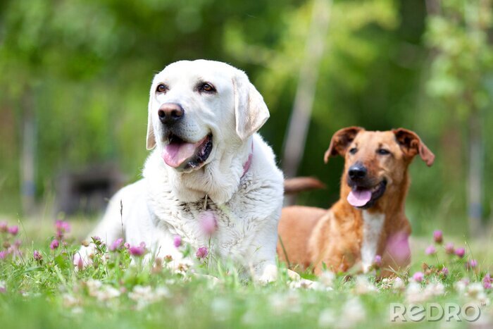 Fototapete Zwei Hunde ruhen sich auf dem Gras aus