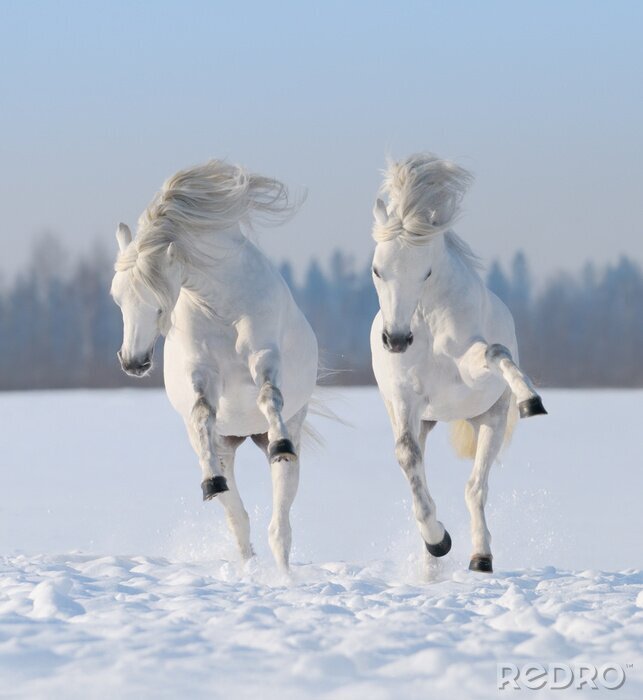 Fototapete Zwei im schnee springende pferde