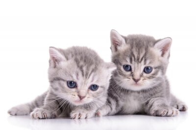 Fototapete Zwei Kätzchen in Grau