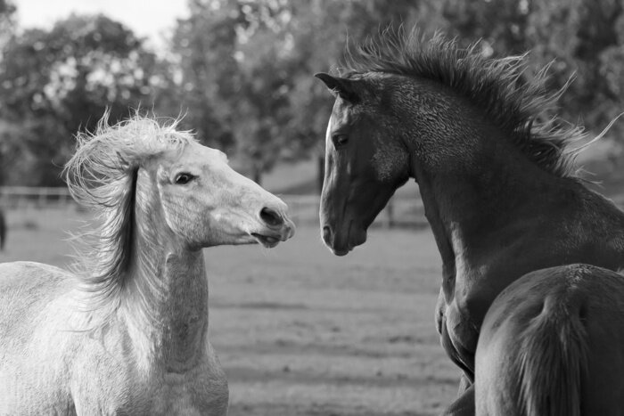 Fototapete Zwei kartäuser-pferde